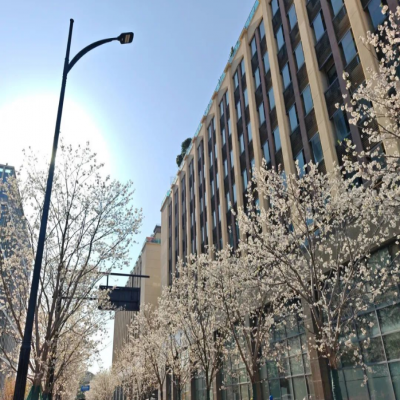 协力最美工地 | 天目里国际街区提改项目一夜成为杭城赏樱的“网红打卡地”